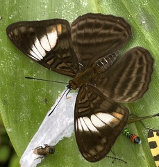 Adelpha ethelda eponina