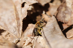Andrena rugosa