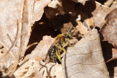 Andrena rugosa