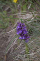 Anacamptis morio