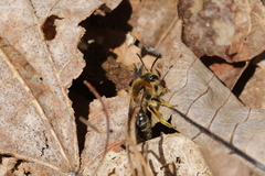Andrena rugosa