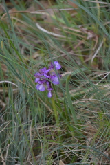 Anacamptis morio