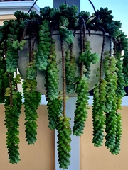 Sedum burrito