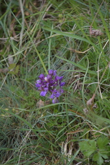 Anacamptis morio