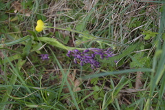 Anacamptis morio
