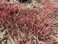 Salicornia natalensis