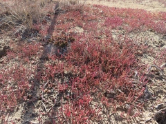 Salicornia natalensis