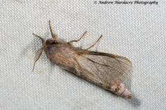 Phragmataecia fusca