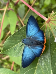 Apyrrothrix hygieia
