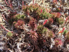 Limonium kraussianum