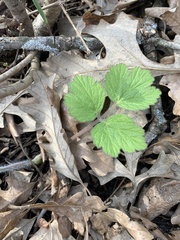 Rubus phoenicolasius