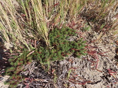 Limonium kraussianum