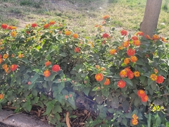 Lantana