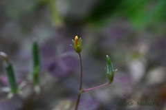Oxalis corniculata
