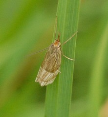 Chrysocrambus linetella