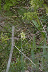 Dactylorhiza sambucina