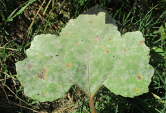 Xanthium strumarium image