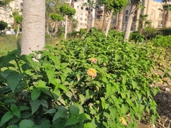 Lantana