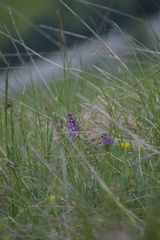 Anacamptis morio