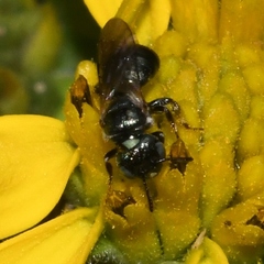 Ceratina strenua