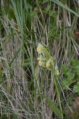 Dactylorhiza sambucina