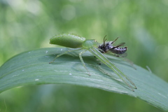 Oxytate striatipes