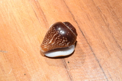 Columbella