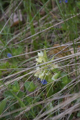 Dactylorhiza sambucina