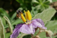Austroplebeia australis