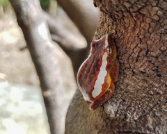 Hyperolius rubrovermiculatus