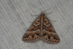 Dichromodes poecilotis