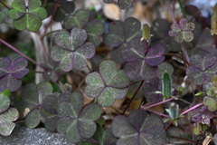 Oxalis corniculata