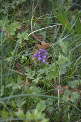 Anacamptis morio