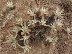 Dudleya virens