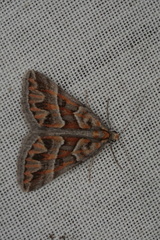 Dichromodes poecilotis