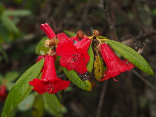 Rhododendron venator