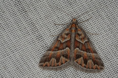 Dichromodes poecilotis