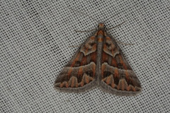 Dichromodes poecilotis