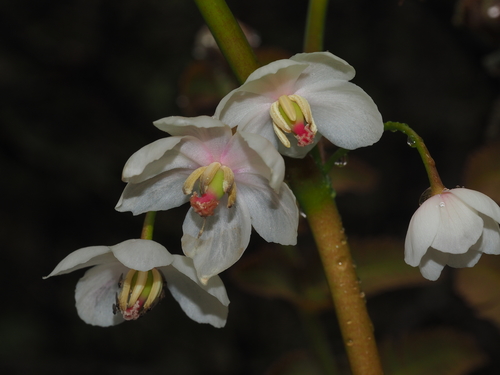 Podophyllum tsayuense