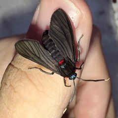 Saurita erythroguia