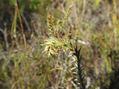Myrovernix glandulosus