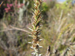 Myrovernix glandulosus