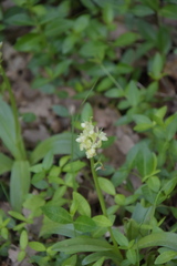 Orchis pallens