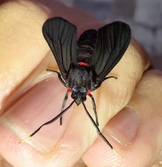Saurita erythroguia