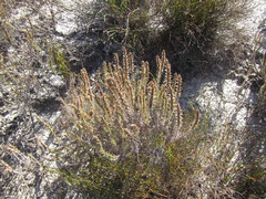 Myrovernix glandulosus