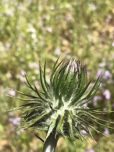 iNaturalist observation photo of Cobwebby Thistle