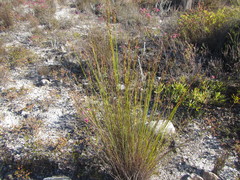 Schoenus cuspidatus