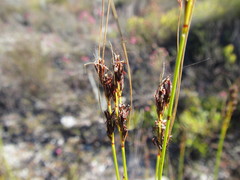 Schoenus cuspidatus