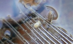 Sminthurides aquaticus