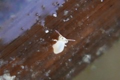 Sminthurides aquaticus